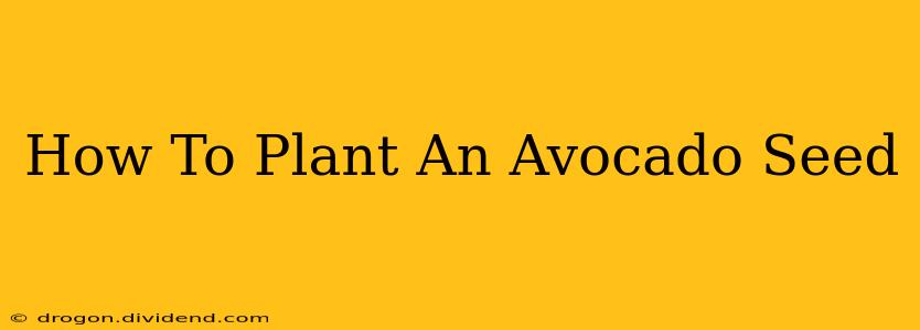 How To Plant An Avocado Seed